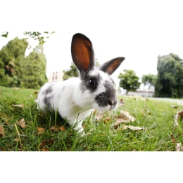 Królik i świnka morska – czy można je bezpiecznie wypuścić do ogrodu?